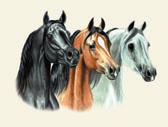 Arabian Equine art - Three Arabians
